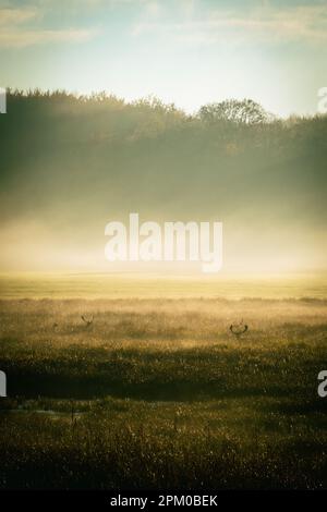 Cerf qui se trouve à travers l'herbe dans un pré lors d'une matinée brumeuse avec un beau lever de soleil Banque D'Images