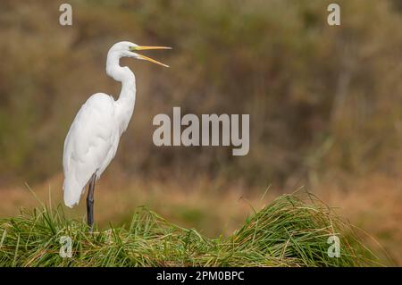 Grand aigreet (Ardea alba) encreur ses plumes dans le marais. Alsace, France. Banque D'Images