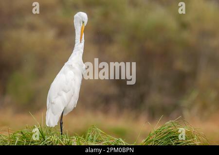 Grand aigreet (Ardea alba) encreur ses plumes dans le marais. Alsace, France. Banque D'Images