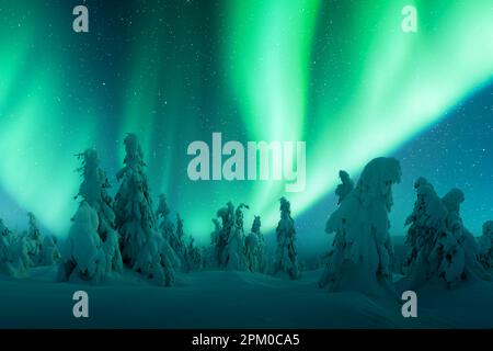 Lumières du Nord dans la forêt d'hiver. Aurora borealis. Ciel aux lumières polaires et étoiles. Paysage nocturne d'hiver avec aurora et forêt de pins. Photographie de paysage Banque D'Images