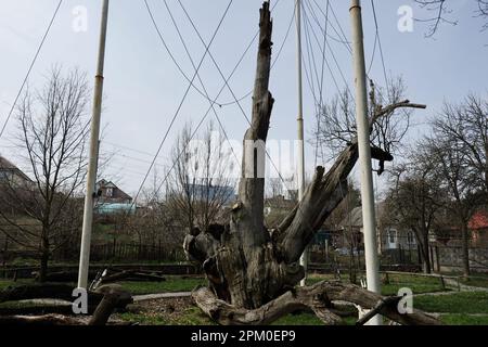 Vue générale du chêne de Zaporizhjia sur le territoire du complexe historique et culturel «chêne de Zaporizhjia vieux de 700 ans». Le chêne de Zaporizhzhia est un rappel touristique unique, botanique de la nature des forêts de chênes anciennes, qui ne sont pas moins de 700 ans. Il est situé dans la région haute de Khortytsia. Depuis 1972 - un objet protégé. Depuis 2010 - l'arbre national de l'Ukraine. Plus tôt, la hauteur du chêne était de 36 mètres, ce qui est assez rare chez les chênes qui poussent dans des zones ouvertes; la circonférence du tronc - 6,32 m, et le diamètre de la couronne - 43 mètres. Plus tôt, la couronne de cette portée de chêne Banque D'Images