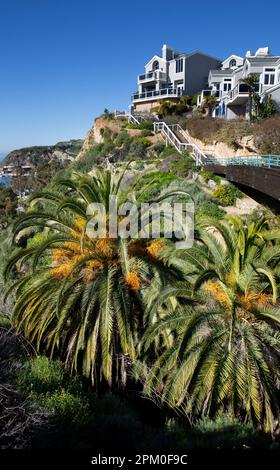 Sentier de randonnée avec palmiers, fleurs sauvages et maisons de vacances surplombant le port de Dana point, comté d'Orange, Californie du Sud Banque D'Images