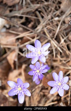 photo des premières fleurs sauvages qui poussent dans l'herbe Banque D'Images