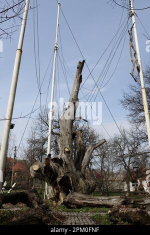 Vue générale du chêne de Zaporizhjia sur le territoire du complexe historique et culturel «chêne de Zaporizhjia vieux de 700 ans». Le chêne de Zaporizhzhia est un rappel touristique unique, botanique de la nature des forêts de chênes anciennes, qui ne sont pas moins de 700 ans. Il est situé dans la région haute de Khortytsia. Depuis 1972 - un objet protégé. Depuis 2010 - l'arbre national de l'Ukraine. Plus tôt, la hauteur du chêne était de 36 mètres, ce qui est assez rare chez les chênes qui poussent dans des zones ouvertes; la circonférence du tronc - 6,32 m, et le diamètre de la couronne - 43 mètres. Plus tôt, la couronne de cette portée de chêne Banque D'Images