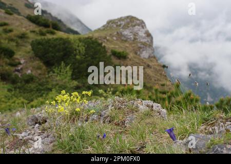 Alyssum montanum, plante à fleurs jaunes dans le col de montagne de Bublen, parc national de Mala Fatra, Slovaquie Banque D'Images