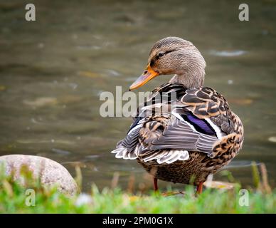 Canard colvert femelle (Anas platyrhynchos) debout sur le rivage à un étang et regardant la caméra Banque D'Images