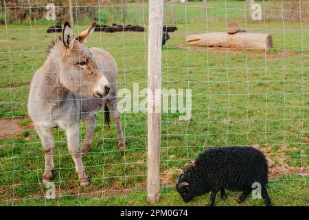 Un âne de garde protège un troupeau de moutons sur le terrain à la lumière chaude du lever du soleil en Allemagne, en Europe. Banque D'Images