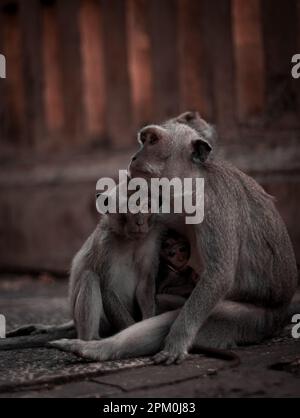 Des macaques grises à longue queue se cuddling le long de la balustrade historique du temple d'Uluwatu qui ont l'air effrayés et effrayés. Banque D'Images