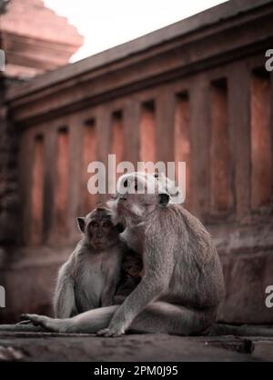 Des macaques grises à longue queue se cuddling le long de la balustrade historique du temple d'Uluwatu qui ont l'air effrayés et effrayés. Banque D'Images