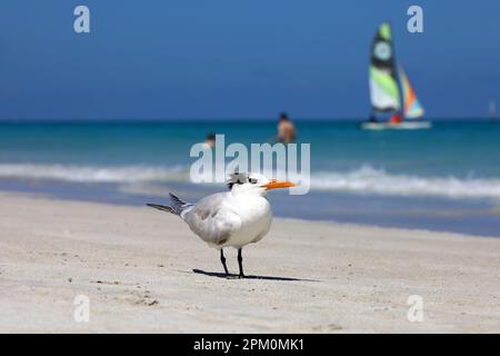 Mouette debout sur un sable sur les vagues de mer et sur fond de voilier, vacances sur la côte atlantique de l'océan Banque D'Images