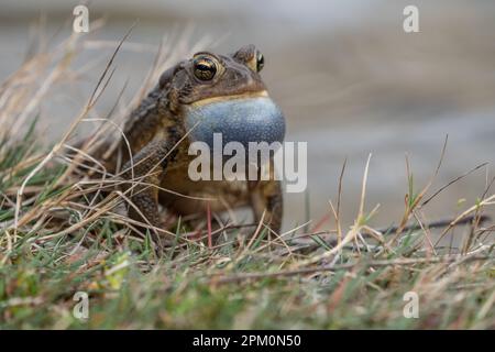 Gros plan horizontal de la Toad d'Amérique de l'est (Bufo americanus) se trouve sur le côté de l'étang et appelle à s'accoupler. Banque D'Images