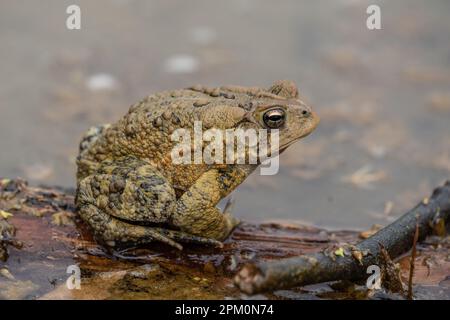 Gros plan horizontal de la crapaud de l'Amérique de l'est (Bufo americanus) se trouve sur le bois dans l'étang. Banque D'Images