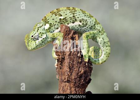 Caméléon dans le désert de Kalahari Banque D'Images