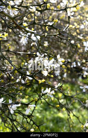 Poncirus trifoliata - fleurs de buisson d'orange trifolié. Banque D'Images