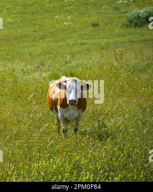 La grosse vache sur l'herbe. Vache Simmental qui broutage dans le champ de fleurs Banque D'Images