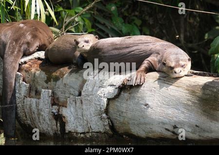 Famille de loutres de mer dormant au tronc d'arbre sur le lac Sandoval avec fond de forêt. Loutres de mer des espèces menacées. Mise au point sélective. Banque D'Images