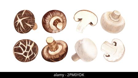 Set d'aquarelles champignon et champignons shiitake. Illustration dessinée à la main isolée sur fond blanc. Concept parfait pour une alimentation saine, design Banque D'Images