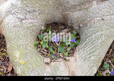 Violettes sauvages poussant dans une section creuse à la base d'un arbre. Banque D'Images