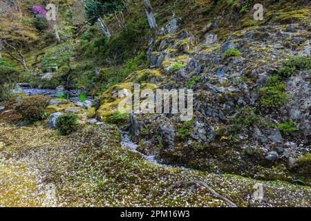 Hakuryu-en signifie littéralement « jardin de dragon blanc », a été placé dans un endroit improbable, coincé entre une route, une ligne de chemin de fer et une carrière. Visite de TH Banque D'Images