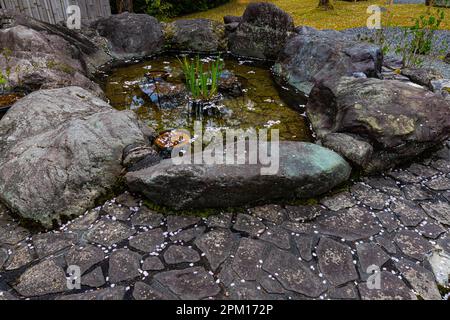 Hakuryu-en signifie littéralement « jardin de dragon blanc », a été placé dans un endroit improbable, coincé entre une route, une ligne de chemin de fer et une carrière. Visite de TH Banque D'Images