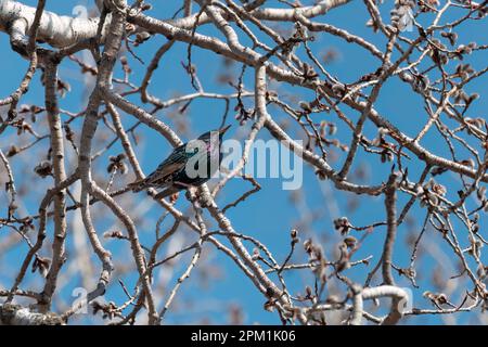 Starling européen (Sturnus vulgaris). Oiseau. Chaque printemps, des étoiles européennes nichent dans la ville et des arbres de parcs. Scène naturelle du Wisconsin. Banque D'Images