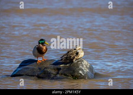 Une paire de canards colverts - un canard reposant sur une roche sur la rive du lac Michigan Banque D'Images