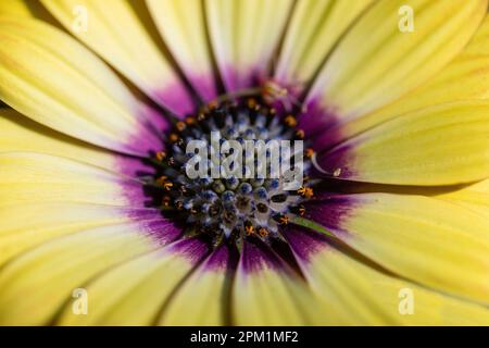 Marguerites africaines (alias Beauté aux yeux bleus) dans Bloom. Banque D'Images