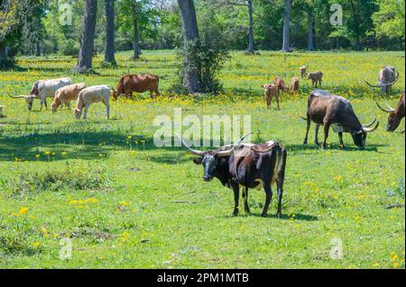 Les vaches Longhorn broutent dans un champ de fleurs sauvages le jour du printemps. Banque D'Images