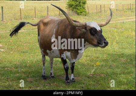 Une vache texas longhorn brune, blanche et noire avec queue de crépuscule debout dans un pâturage vert faisant face à la caméra. Banque D'Images