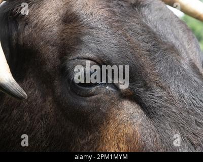 Gros plan extrême de l'œil et de la pointe de la corne d'une vache texas longhorn marron foncé. Banque D'Images