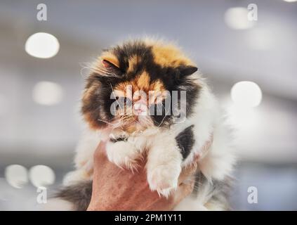 Chat perse tricolore entre les mains du propriétaire. Banque D'Images