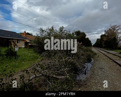 Tempête de Californie - arbre vers le bas Banque D'Images