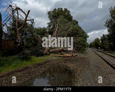 Tempête de Californie - arbre vers le bas Banque D'Images