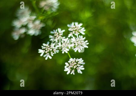 Les fleurs de coriandre sont petites, chaque fleur ne mesurant que quelques millimètres. La coriandre est une plante. Les feuilles et les graines de fruit de la coria Banque D'Images