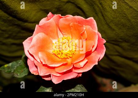Donner des roses roses est aussi une façon d'envoyer une belle gratitude. Les roses roses ont beaucoup de sens et de symbolisme. Ces roses symbolisent la générosité, aimable Banque D'Images