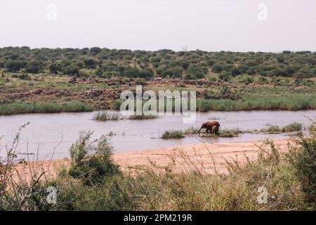Éléphants dans le lit de la rivière Banque D'Images