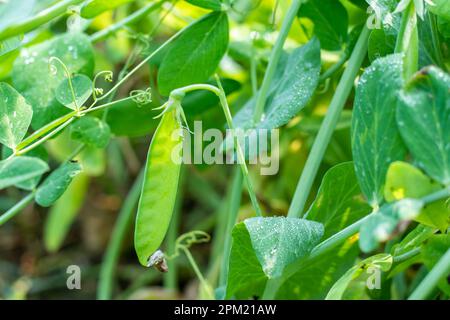 Les plants de pois produisent des vignes grimpantes qui produisent des gousses pleines de graines vertes succulentes et nutritives. Les plantes de pois verts sont des plantes annuelles, vous pouvez cultiver autour de t Banque D'Images