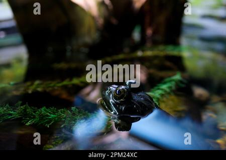 Grenouille africaine accouplement sur la grenouille d'eau dans l'aquarium eau transparente algues pierres assis congelés bulging yeux énorme sauvagine dégoût fond nature vie naturelle aquarium vancouver colombie-britannique Banque D'Images