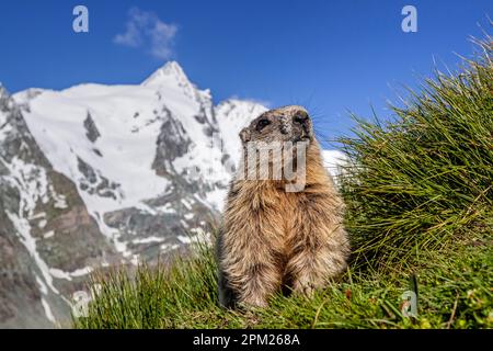 Marmot, Marmota marmota, en arrière-plan Großglockner, Hohe Tauern, Kärnten, Autriche Banque D'Images