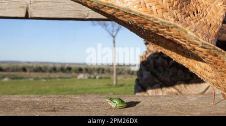 Petite grenouille sur le point d'être piégée sous un chapeau de paille. Enfants dans le concept de la nature Banque D'Images