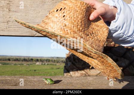 Petite grenouille sur le point d'être piégée sous un chapeau de paille. Enfants dans le concept de la nature Banque D'Images