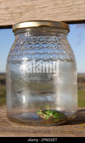 Petite grenouille piégée dans un pot en verre. Enfants dans le concept de la nature Banque D'Images