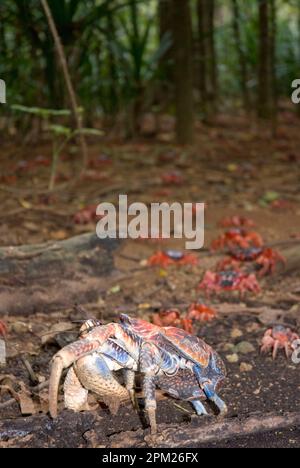 Crabe rouge, Birgus latro, sur le sol de la forêt avec des crabes rouges, Gecarcoidea natalis, en arrière-plan, Christmas Island, Australie Banque D'Images