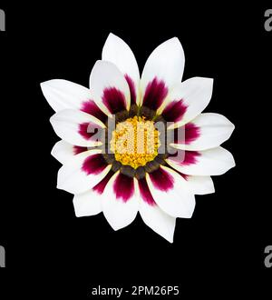 Pâquerettes d'ostéosperumum pourpres et blanches avec étamines jaunes poussant sur fond noir isolé. Été Banque D'Images