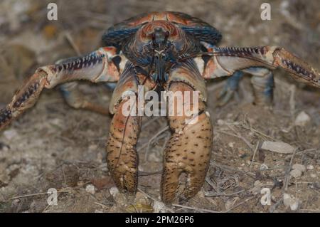 Crabe voleur, Birgus latro, Christmas Island, Australie Banque D'Images