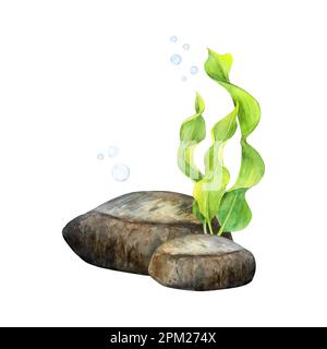 Aquarelle de ruban d'algues, de pierre de fond et de bulles sur fond blanc. Image sous-marine pour illustration, autocollants, logo, arrière-plan Banque D'Images