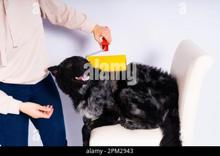 Homme peignant son chien faisant des travaux de rénovation dans la chambre. Bonne relation entre le chien et son propriétaire Banque D'Images