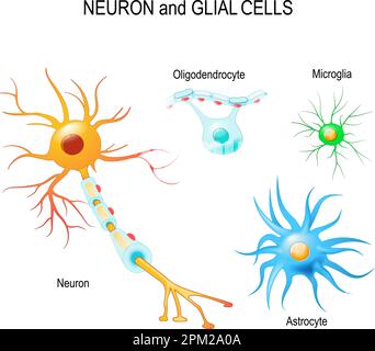 Cellules du cerveau humain. Cellules neurone et gliales (microglie, astrocyte et oligodendrocyte). Schéma vectoriel à usage éducatif, médical, biologique Illustration de Vecteur