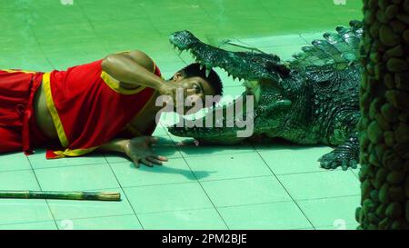 PATTAYA, Thaïlande - 9 mars 2016. Spectacle de crocodiles à la ferme de crocodiles de Pattaya. Un homme met sa tête dans la bouche d'un crocodile. Un an très populaire Banque D'Images