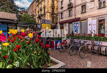 Italie Piémont Turin Quadrilatero Romano - Piazza Emanuele Filiberto - Tulips dans la place Banque D'Images